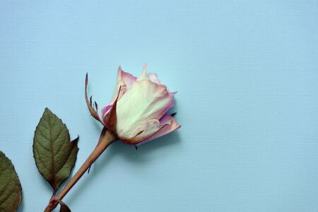 Beautiful white rose close up on a blue background, top viewの写真素材