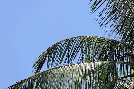 Leaves of palm on a background of blue sky close-up. Natural tropical backgroundの写真素材