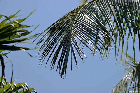 Leaves of palm on a background of blue sky close-up. Natural tropical backgroundの写真素材