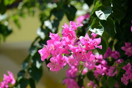Gorgeous bougainvillea blooming in the summer garden close-upの写真素材