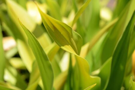 Green leaves close-up in a tropical garden on a bright sunny day