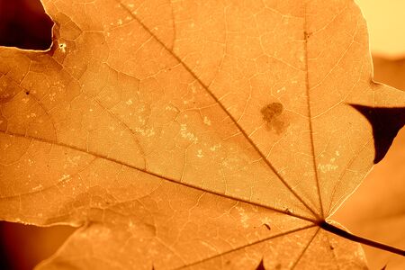 Maple leaf lit by the sun on a sunny day close-up. Autumn background