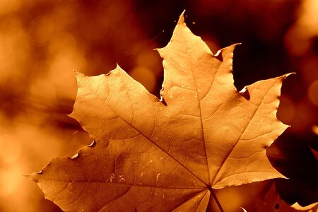 Maple leaf lit by the sun on a sunny day close-up. Autumn background