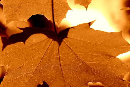 Maple leaf lit by the sun on a sunny day close-up. Autumn backgroundの写真素材