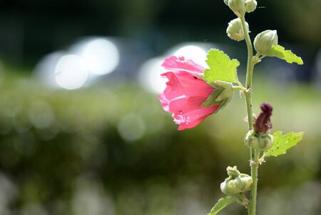 Delicate hollyhock flowers in a summer garden on a sunny day closeupの写真素材