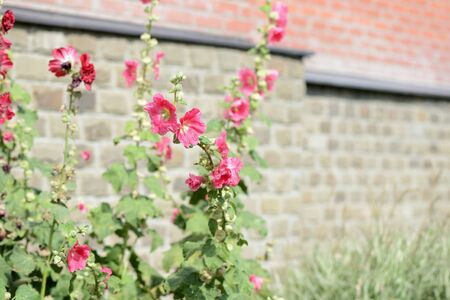 Delicate hollyhock flowers in a summer garden on a sunny day closeupの写真素材