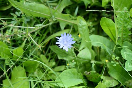Blue chicory flower on a green meadow in summer day close-upの写真素材