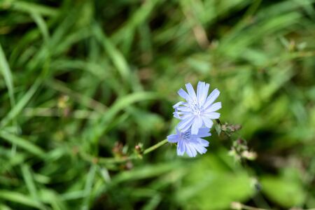 Blue chicory flowers on a green meadow in summer day close-upの写真素材