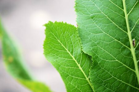 Horseradish leaves close-up in a summer gardenの写真素材