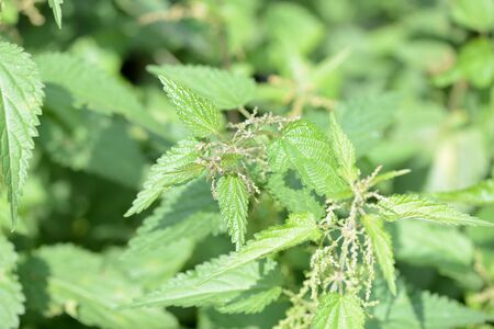 Green nettle in the summer yard close up