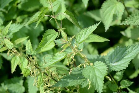 Green nettle in the summer yard close upの写真素材