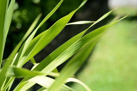 Green leaves of tropical plants close-up. Natural backgroundの写真素材