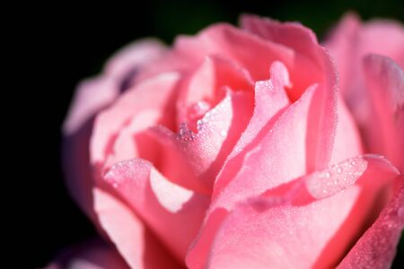 Beautiful pink rose covered with dew drops in a summer garden close-upの写真素材