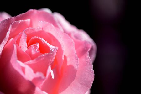 Beautiful pink rose covered with dew drops in a summer garden close-upの写真素材