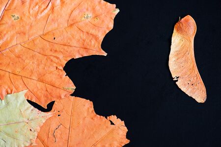 Dry leaves on a dark surface close up. Autumn backgroundの写真素材