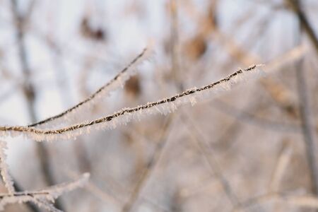 Branches of trees covered with hoarfrost in the winter forest close upの写真素材