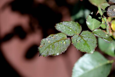Leaves of a rose with dew drops closeup on a summer sunny morningの写真素材