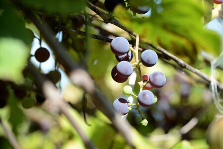 Unripe grapes in the summer garden on a bright sunny day closeup