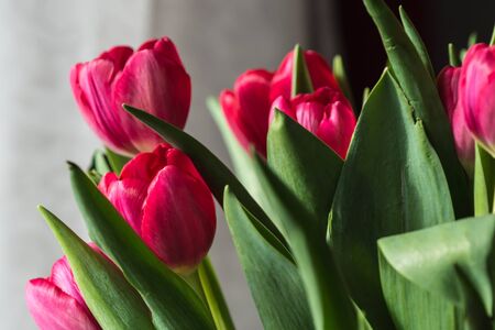 Bouquet of bright pink tulips on a sunny day closeupの写真素材