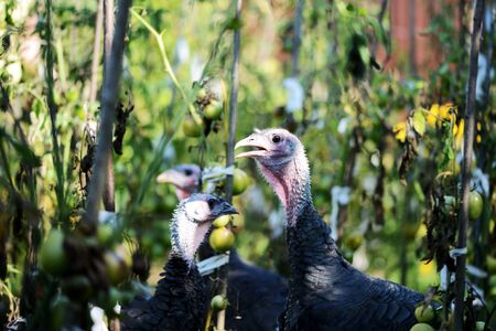 Funny turkeys walking in the vegetable garden among tomatoes and other greens closeup