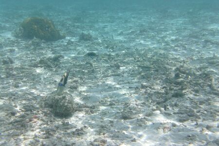 Picasso triggerfish (Rhinecanthus assasi) swims in the Indian ocean, Maldives