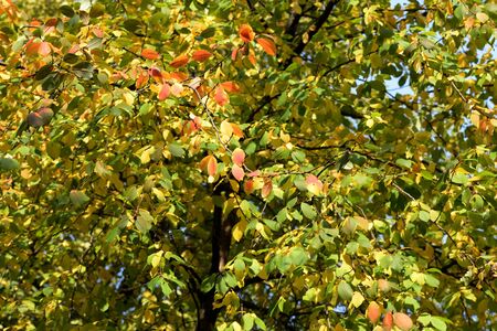 Bird cherry tree in autumn lit by the sun. Natural background