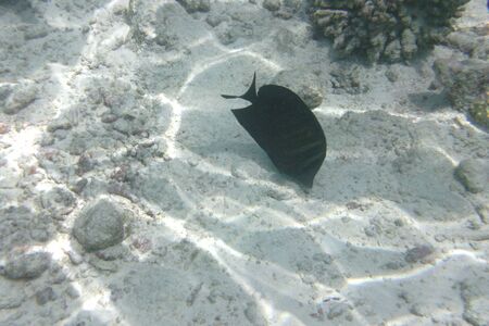 Tropical fish in the water of the Indian Ocean, Maldives