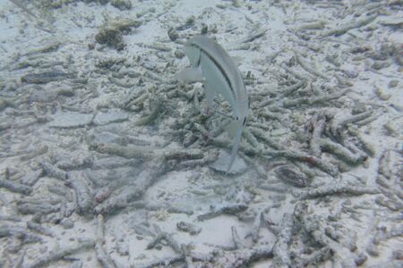 Tropical fish in the water of the Indian Ocean, Maldives