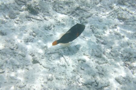 Tropical fish in the water of the Indian Ocean, Maldives