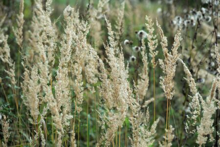 Dry grass in the meadow on a summer evening close-upの写真素材