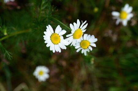 Medical chamomile in a forest glade on an autumn dayの写真素材