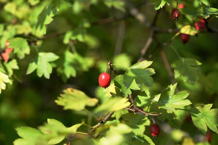 A branch of a hawthorn bush with ripe fruits illuminated by the bright sun on an autumn day in the...