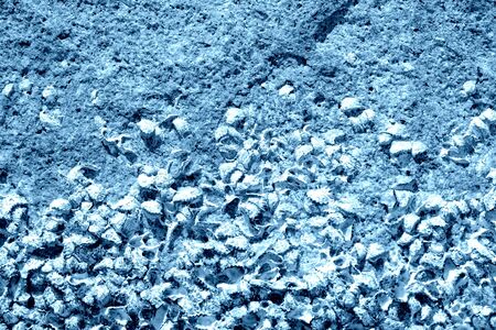 Seaside stone with seashells close-up. Natural background blue color tonedの写真素材