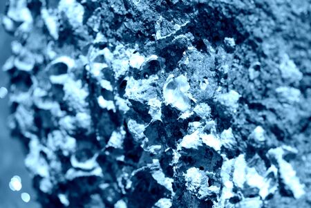 Seaside stone with seashells close-up. Natural background blue color tonedの写真素材