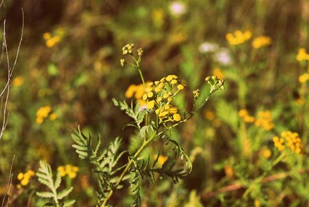 Bright yellow tansy flowers (Tanacetum vulgare) in a summer meadow close-up. Retro style