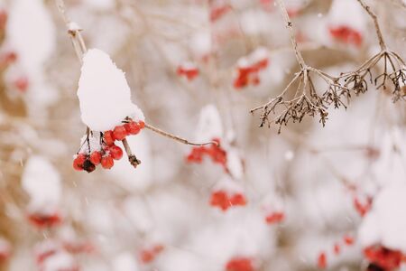 Ripe viburnum covered with snow close-up. Winter backgroundの写真素材