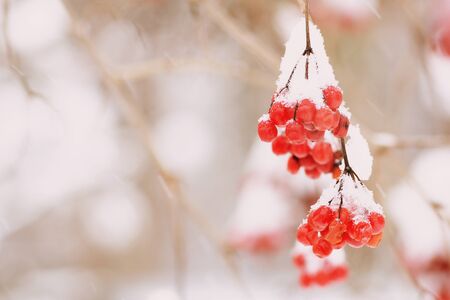 Ripe viburnum covered with snow close-up. Winter backgroundの写真素材