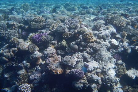 Red Sea underwater landscape with fishes and corals. Natural background