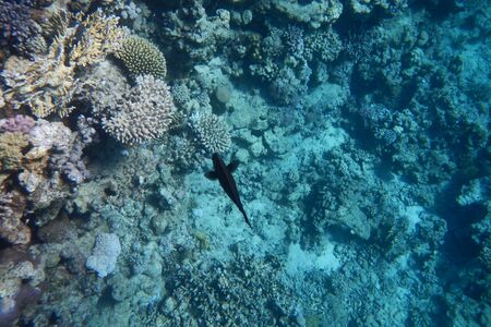 Red Sea underwater landscape with fishes and corals. Natural background