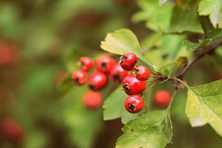 Ripe hawthorn berries on a bush in the autumn forest close-up