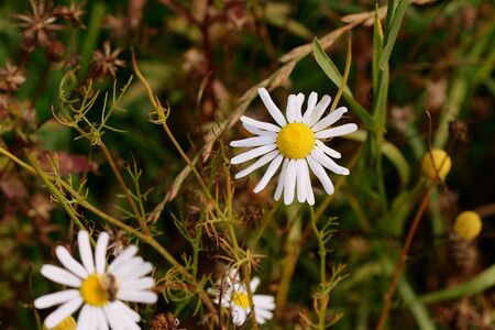 Chamomile flowers in a forest glade on a sunny autumn day closeupChamomile flowers in a forest glade on a sunny autumn day closeupの写真素材