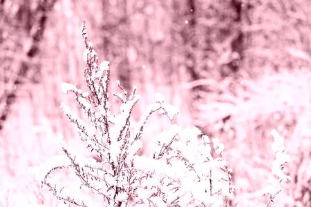 Snow on dry grass in the winter forest close up. Natural background pink color tonedの写真素材