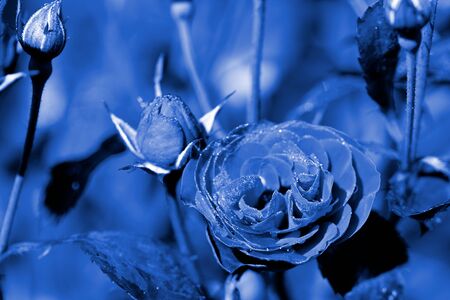 Rose flowers covered with morning dew in a summer garden close-up. Blue color tonedの写真素材
