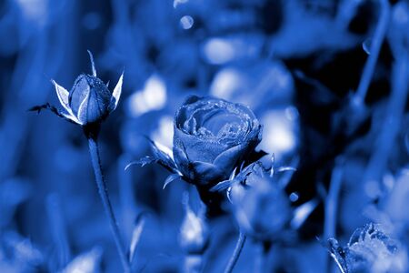 Rose flowers covered with morning dew in a summer garden close-up. Blue color tonedの写真素材
