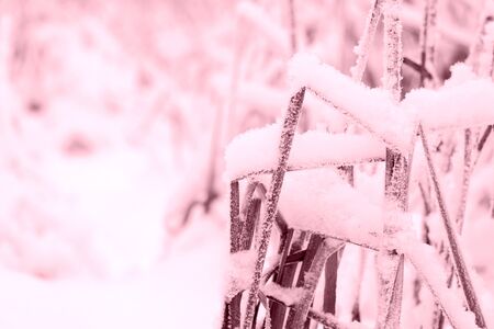 Snow on dry grass in the winter forest close up. Natural background pink color tonedの写真素材