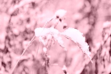 Snow on dry grass in the winter forest close up. Natural background pink color tonedの写真素材