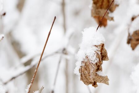 Dry leaves covered with snow on a tree branch in the winter forestの写真素材