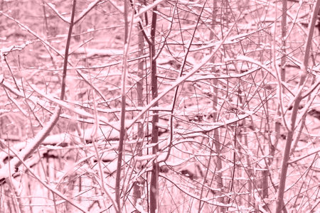 Winter forest covered with snow. Natural abstract background pink color tonedの写真素材
