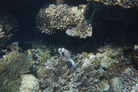 Colorful tropical fish swim among corals in the Red Sea, Egypt
