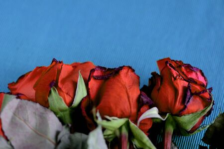 Wilted roses red color on a blue textile background close-upの写真素材